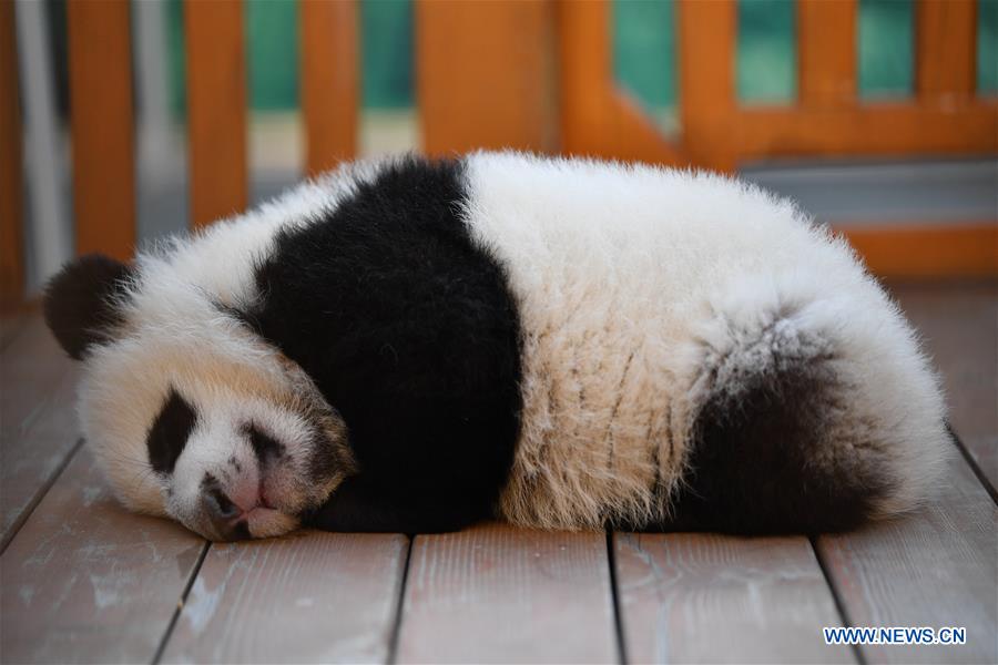 CHINA-SHAANXI-QINLING-GIANT PANDA KINDERGARTEN