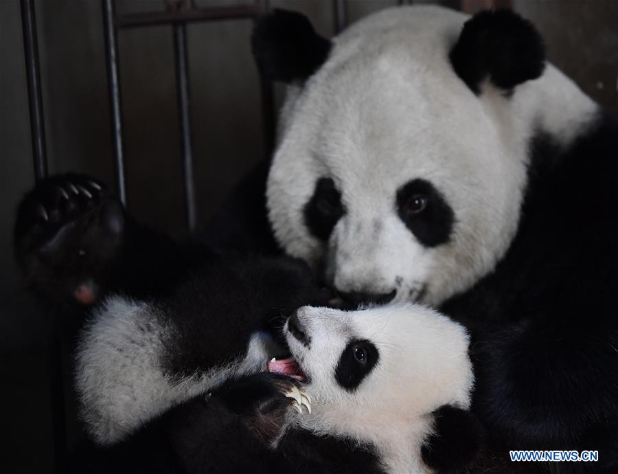 CHINA-SHAANXI-QINLING-GIANT PANDA KINDERGARTEN