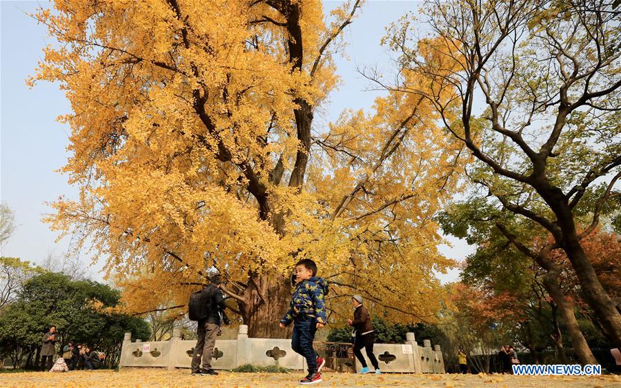 CHINA-SHANGHAI-GINKGO TREE (CN)