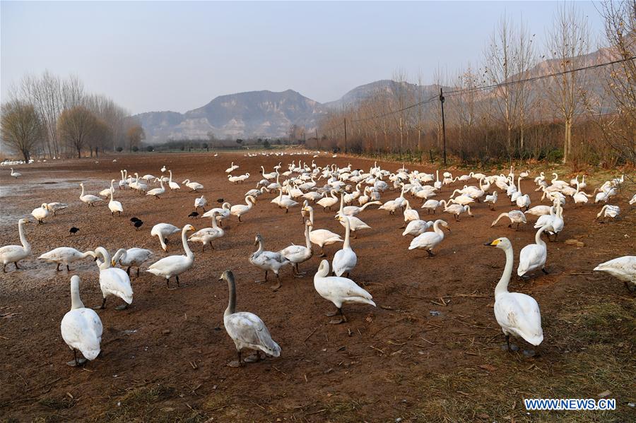 CHINA-SHANXI-WILD SWAN-WINTER HABITAT (CN)