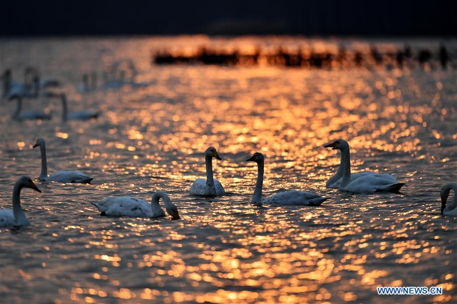 CHINA-SHANXI-WILD SWAN-WINTER HABITAT (CN)