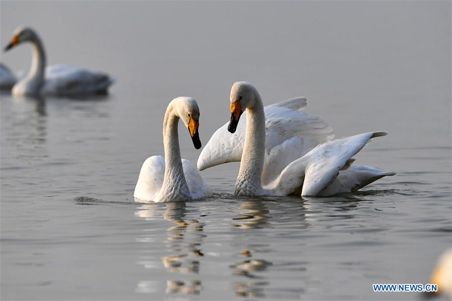 CHINA-SHANXI-WILD SWAN-WINTER HABITAT (CN)