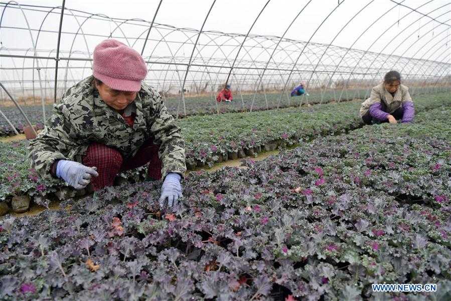 CHINA-JIANGXI-NANCHANG-FLOWERS (CN)