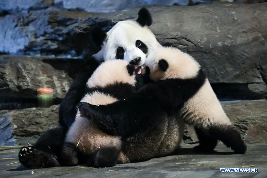 BELGIUM-BRUGELETTE-GIANT PANDA