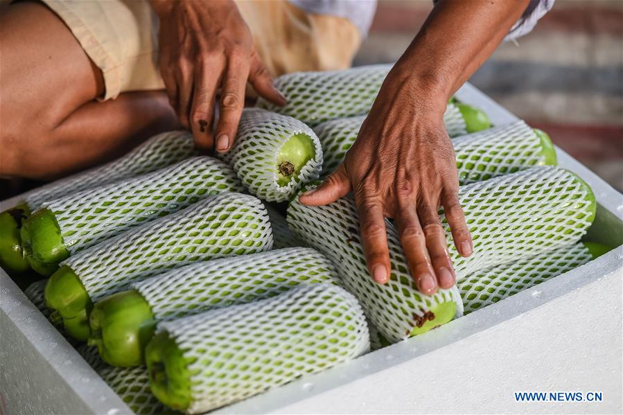 CHINA-HAINAN-VEGETABLE-PRODUCTION (CN)