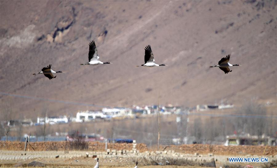 CHINA-TIBET-LHASA-BLACK-NECKED CRANE (CN)