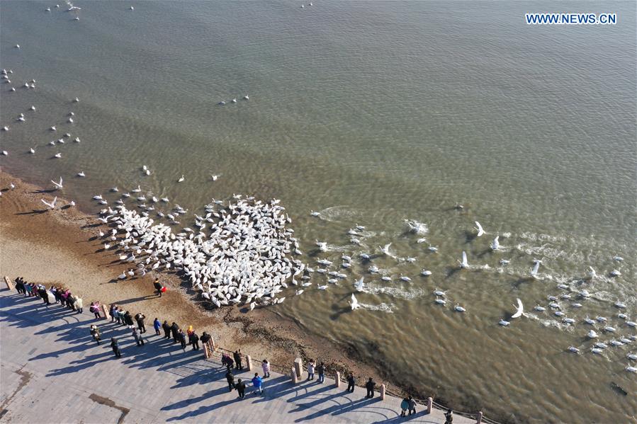 CHINA-SHANDONG-RONGCHENG-WHOOPER SWANS (CN)