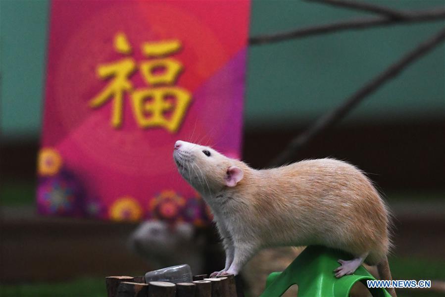 SINGAPORE-CHINESE NEW YEAR-ZOO