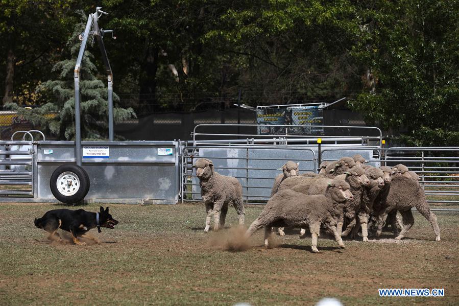 AUSTRALIA-CANBERRA-ROYAL CANBERRA SHOW