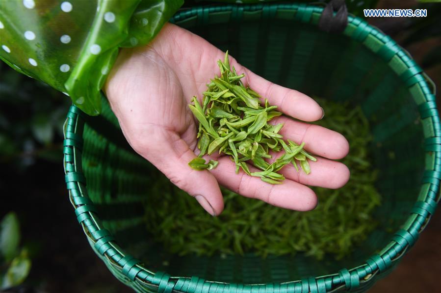 CHINA-ZHEJIANG-SPRING TEA-PICKING (CN)