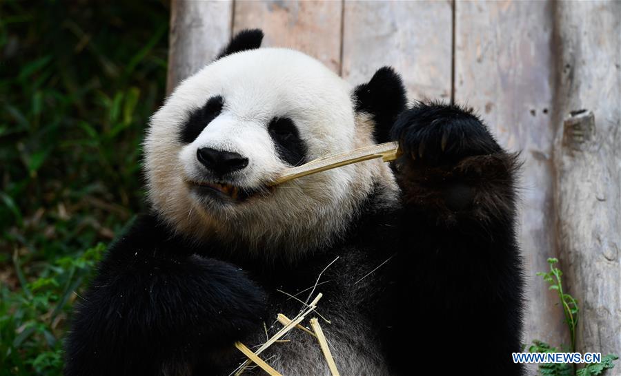 CHINA-HAINAN-HAIKOU-PANDA (CN)