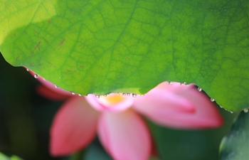 Lotus flowers in full blossom in central China's Hunan