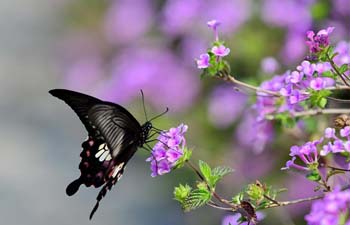 Spring scenery in SE China's Fujian