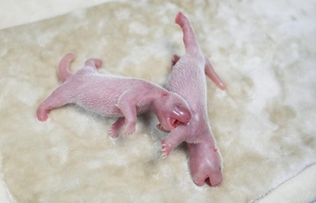 Male-female panda twins born in Chengdu breeding base