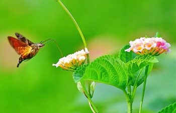 Insects fly among flowers in southeast China's Fujian