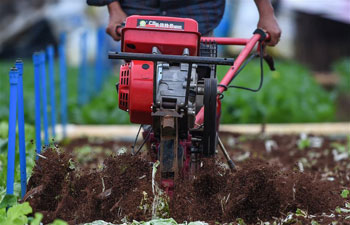 Spring farming in Haikou, S China