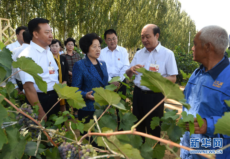 8月9日，中共中央政治局委員、中央統(tǒng)戰(zhàn)部部長、中央代表團副團長孫春蘭率中央代表團三分團，先后赴內(nèi)蒙古自治區(qū)烏海市、阿拉善盟看望各族干部群眾。這是孫春蘭在烏海市漢森酒業(yè)集團的葡萄種植園了解葡萄種植情況。新華社記者 任軍川 攝