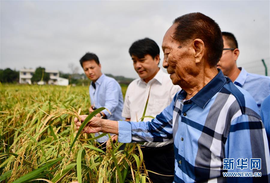 （新華視點(diǎn)·圖文互動(dòng)）（2）國(guó)家科技獎(jiǎng)3項(xiàng)授予“水稻科學(xué)家”，預(yù)示百姓飯碗將發(fā)生哪些革命？