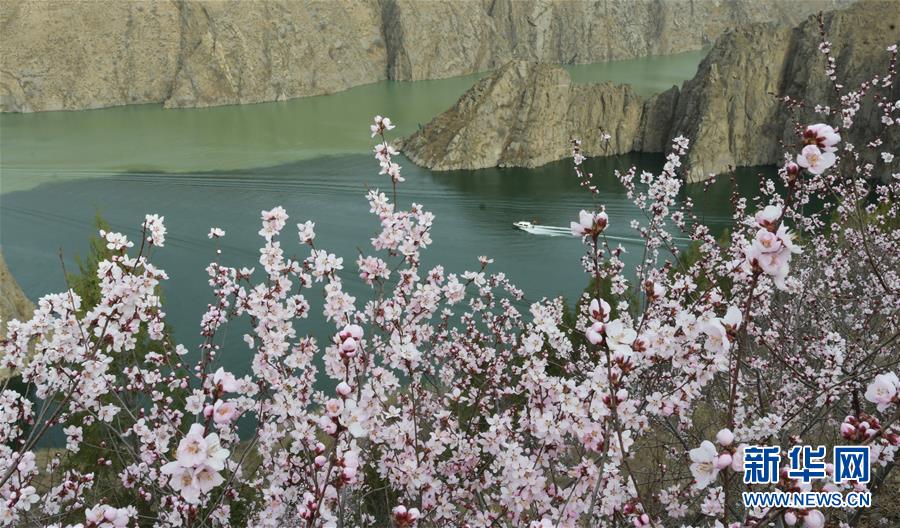 #（春季美麗生態(tài)）（1）花開劉家峽