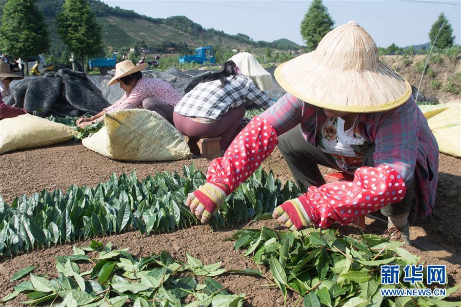 （新華全媒頭條·圖文互動）（7）安吉白茶奔向扶貧一線——浙江黃杜村農(nóng)民黨員先富幫后富向貧困地區(qū)捐贈“扶貧苗”