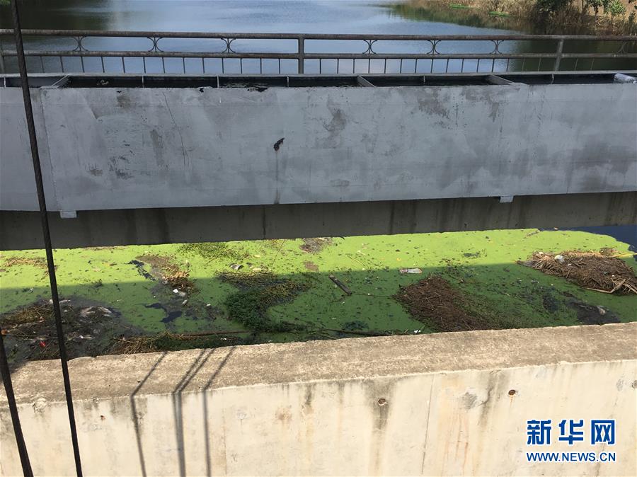 （新華視點(diǎn)·圖文互動）（2）上游洪水來襲下游魚蟹死亡，泄洪為何變泄污？