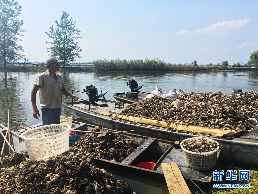 （新華視點(diǎn)·圖文互動）（1）上游洪水來襲下游魚蟹死亡，泄洪為何變泄污？