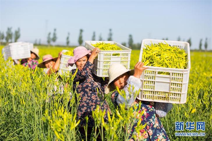 （在習近平新時代中國特色社會主義思想指引下——新時代新作為新篇章·鄉(xiāng)村振興戰(zhàn)略·圖文互動）（1）一株忘憂草，萬家喜眉梢——山西省大同市云州區(qū)黃花產業(yè)扶貧觀察