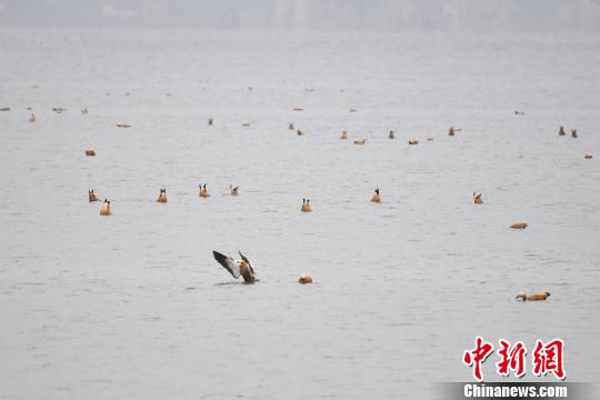 圖為在納帕海濕地棲息的候鳥?！⑷疥?攝