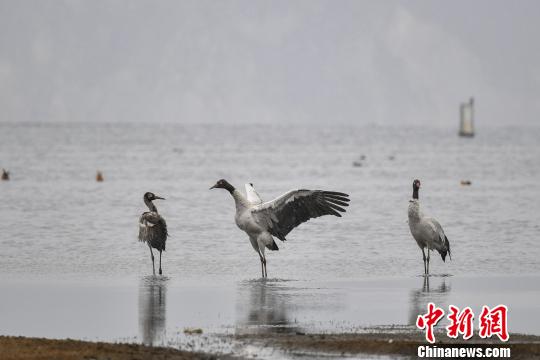 圖為在納帕海濕地棲息的黑頸鶴?！⑷疥?攝