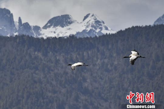 圖為在納帕海濕地上空飛翔的黑頸鶴?！⑷疥?攝