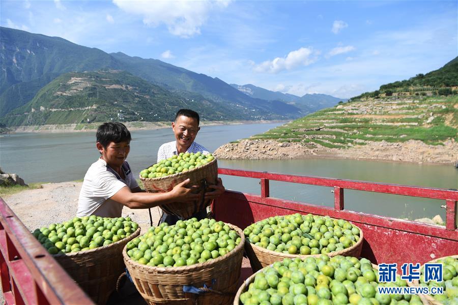 （在習(xí)近平新時(shí)代中國特色社會(huì)主義思想指引下——新時(shí)代新作為新篇章）（11）重慶巫山：“生態(tài)寶貝”變身“搖錢樹”