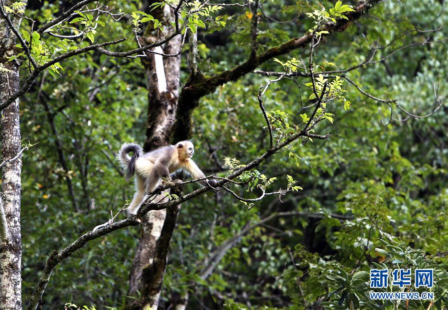 （新華全媒頭條·決戰(zhàn)決勝脫貧攻堅·圖文互動）（5）為了人與自然和諧共生——云南“三江并流”地區(qū)決戰(zhàn)精準(zhǔn)脫貧的“生態(tài)畫卷”