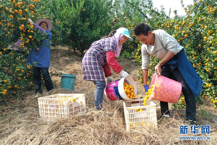 （脫貧攻堅(jiān)·圖文互動）（1）“豐收圖”里述脫貧