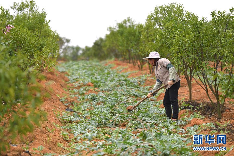 （抓好春耕備耕 穩(wěn)住農(nóng)業(yè)生產(chǎn)·圖文互動）（5）農(nóng)時不等人 扶貧不能拖——種瓜大村春耕生產(chǎn)見聞 