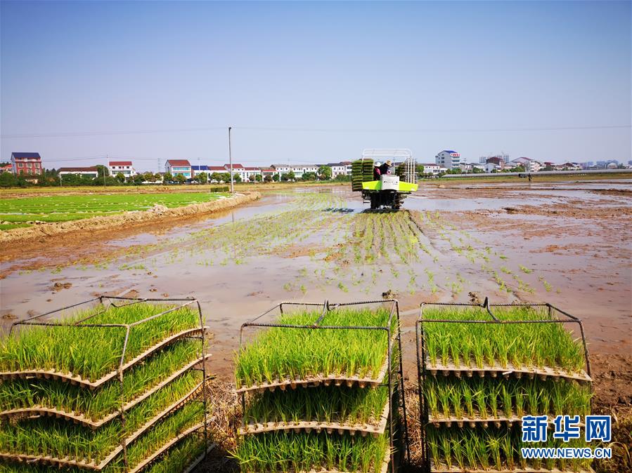 （聚焦農業(yè)復工復產(chǎn)·圖文互動）（2）發(fā)力“單改雙” ——水稻大省湖南的雙季稻攻堅戰(zhàn)