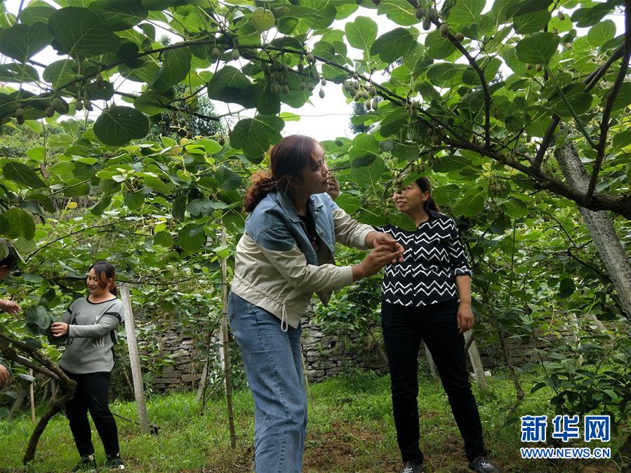 （新華全媒頭條·圖文互動）（10）初夏，循著總書記的腳步探訪產(chǎn)業(yè)扶貧新事