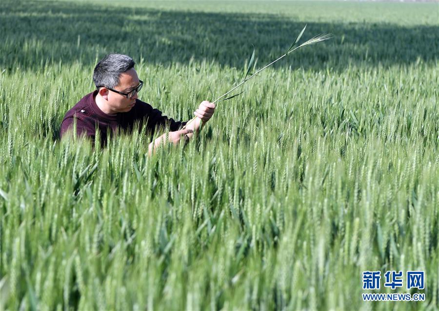 （在習(xí)近平新時(shí)代中國特色社會(huì)主義思想指引下——新時(shí)代新作為新篇章·習(xí)近平總書記關(guān)切事·圖文互動(dòng)）（5）新農(nóng)事、新希望——夏收前田間新動(dòng)態(tài)掃描