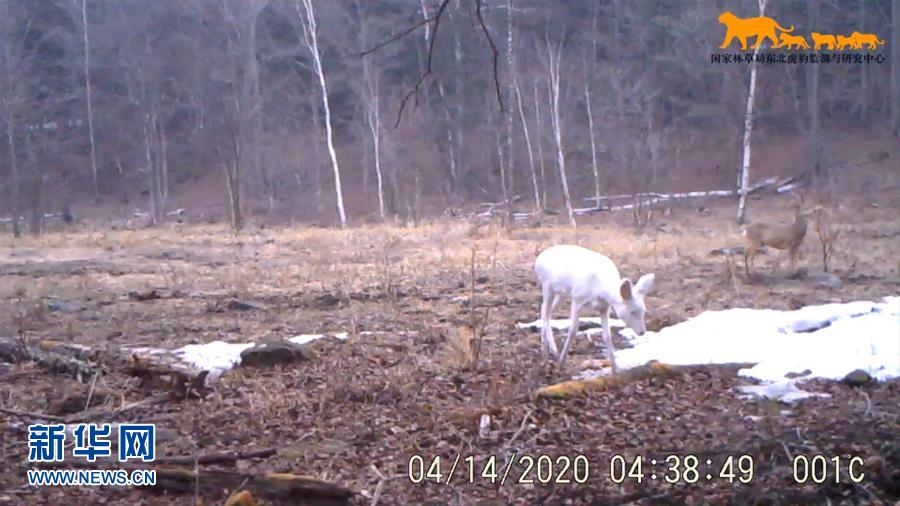 （環(huán)境）東北虎豹國家公園再次監(jiān)測到罕見野生動物白狍