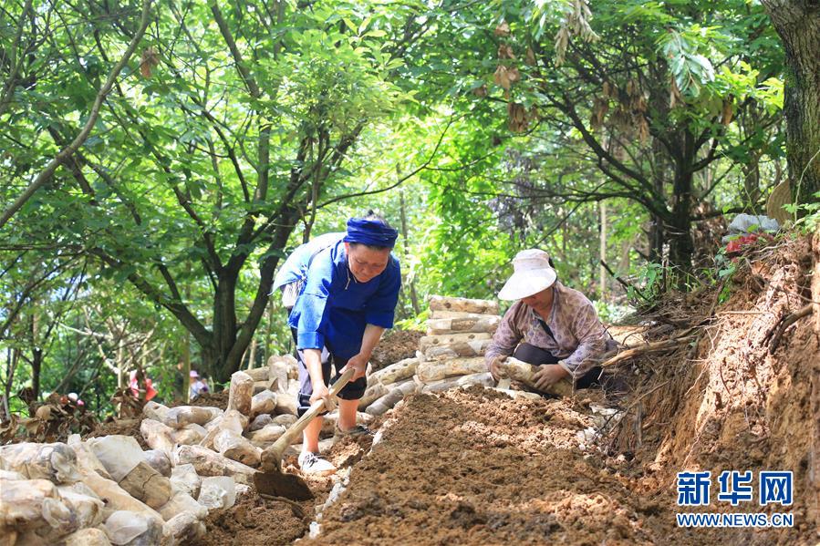 （決戰(zhàn)決勝脫貧攻堅(jiān)·圖文互動(dòng)）（3）問林下要地 助“新市民”就業(yè)增收