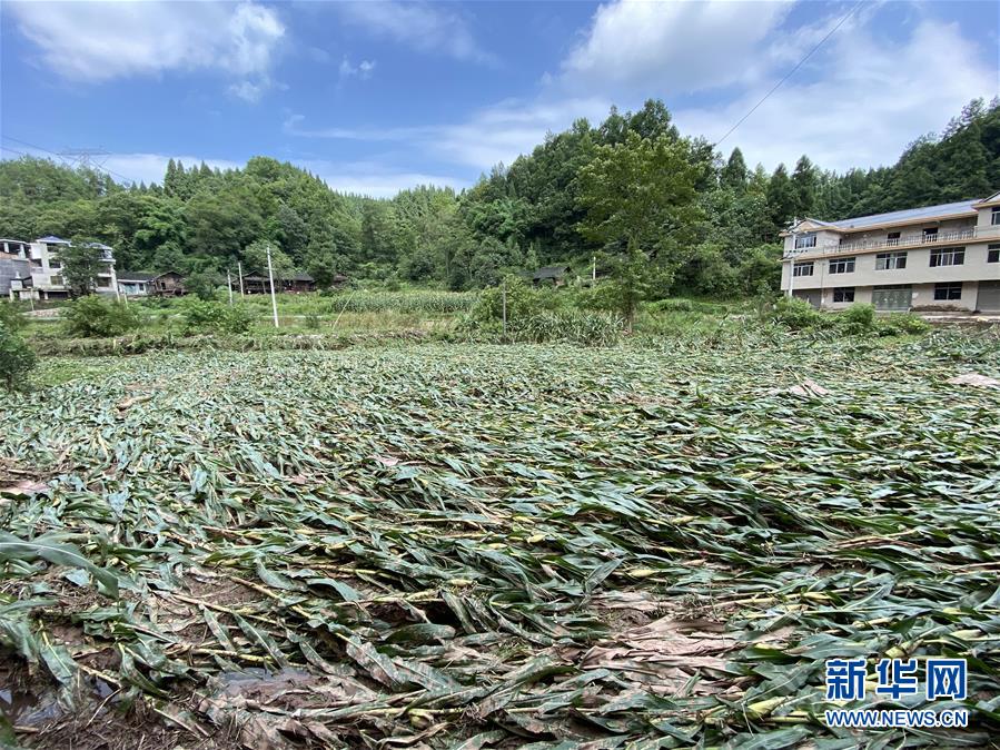 （防汛抗洪·圖文互動(dòng)）（4）山洪襲來(lái)前，澧水河畔大轉(zhuǎn)移