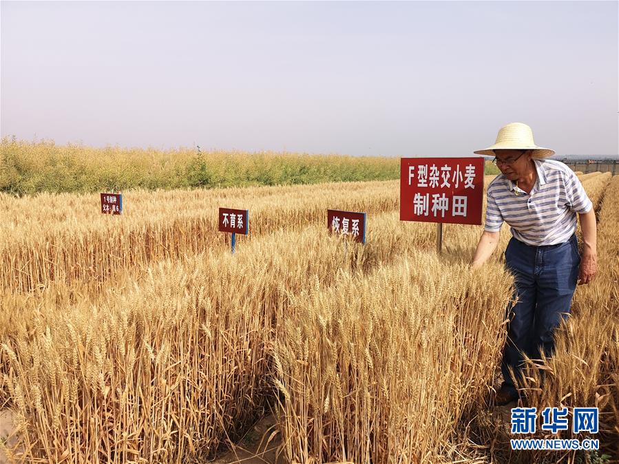 （在習近平新時代中國特色社會主義思想指引下——新時代新作為新篇章·習近平總書記關(guān)切事·圖文互動）（3）讓百姓吃得飽還要吃得好——夯實糧食安全基礎(chǔ)端牢中國飯碗