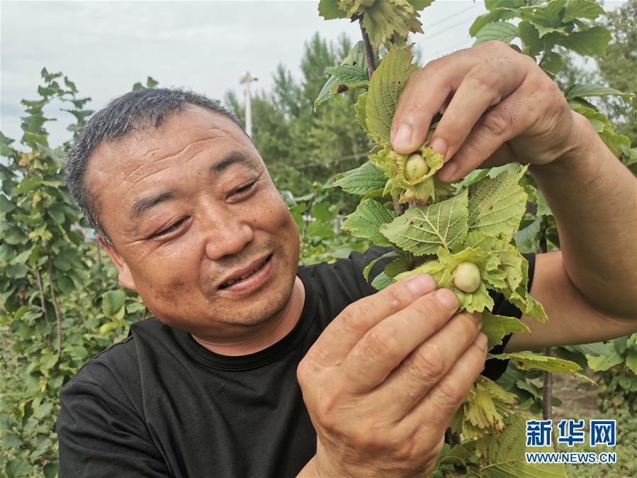 （決戰(zhàn)決勝脫貧攻堅(jiān)·圖文互動(dòng)）（1）榛子樹(shù)結(jié)出“扶貧果”