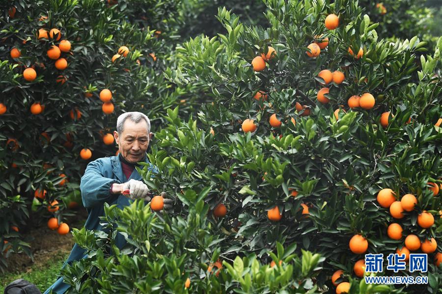 （新華全媒頭條·走向我們的小康生活·圖文互動）（9）大城大鄉(xiāng)的“幸福協(xié)奏曲”——重慶推動高質(zhì)量發(fā)展創(chuàng)造高品質(zhì)生活紀事