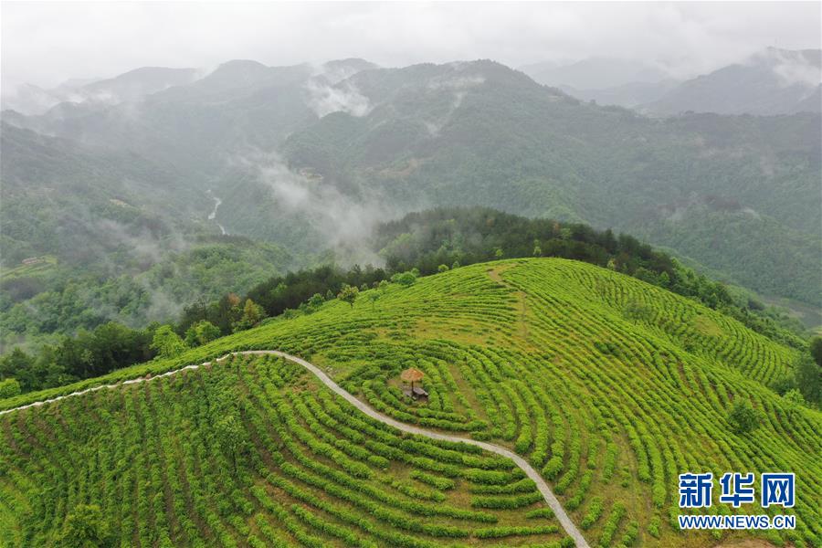 （走向我們的小康生活·圖文互動）（8）綠了青山，紅了日子——秦巴山區(qū)群眾繪出小康“調(diào)色板”