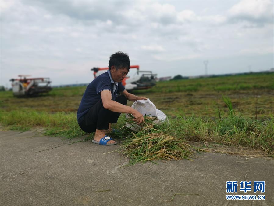 （新華視點·聚焦餐桌外的浪費·圖文互動）（1）顆粒歸倉為何難實現(xiàn)？我國糧食收割環(huán)節(jié)損失驚人