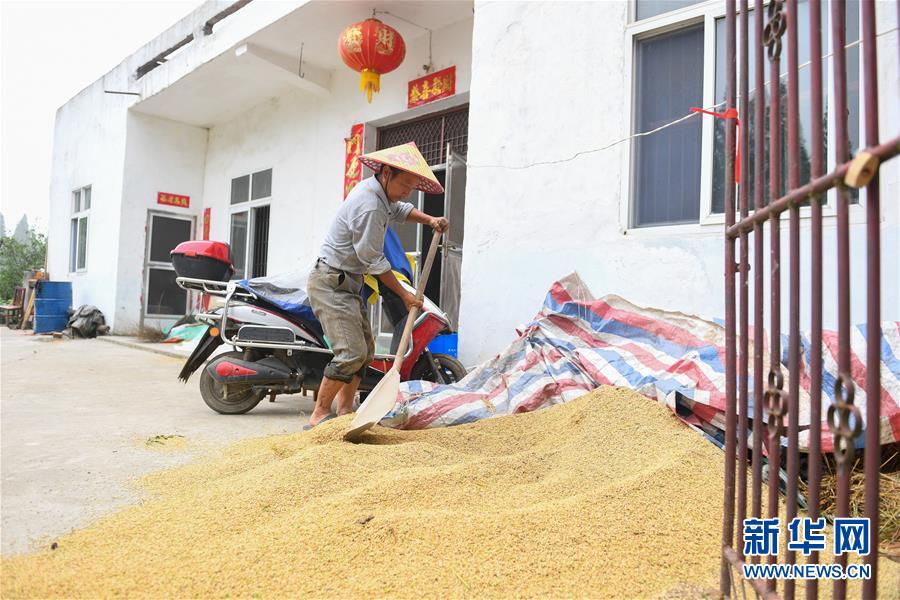 （新華視點·聚焦餐桌外的浪費·圖文互動）（2）農(nóng)戶儲糧損失達(dá)8%！設(shè)施普遍簡陋，蟲害霉變堪憂