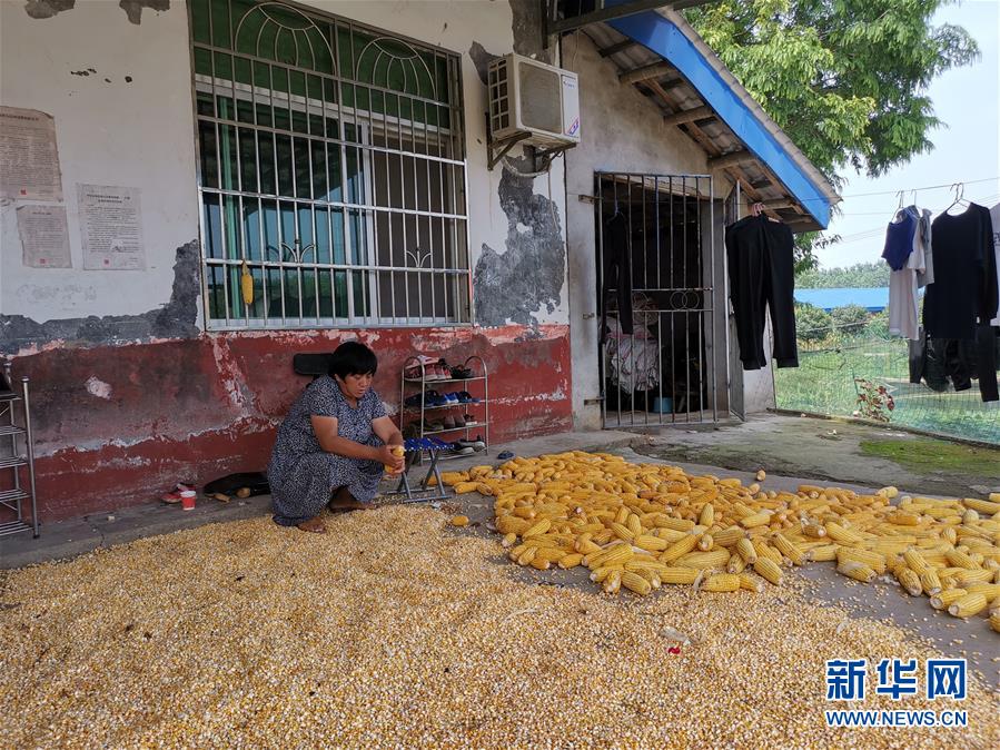 （新華視點·聚焦餐桌外的浪費·圖文互動）（3）農(nóng)戶儲糧損失達(dá)8%！設(shè)施普遍簡陋，蟲害霉變堪憂