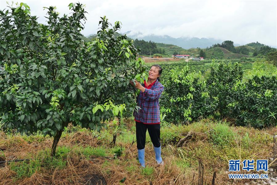 （決戰(zhàn)決勝脫貧攻堅(jiān)·圖文互動(dòng)）（10）同飲一江水 攜手“斬窮根”——深圳對口廣西河池、百色扶貧協(xié)作見聞