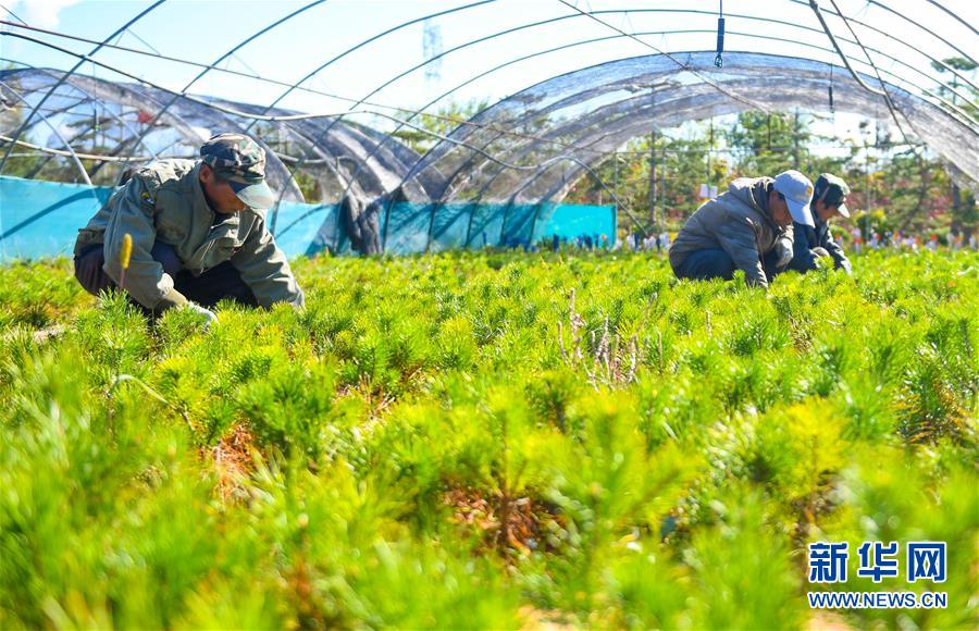 （在習(xí)近平新時代中國特色社會主義思想指引下——新時代新作為新篇章·習(xí)近平總書記關(guān)切事·圖文互動）（8）綠意，在黃沙中鋪展——我國防沙治沙紀(jì)實