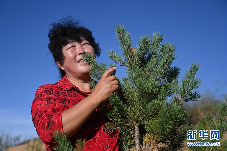 （在習(xí)近平新時代中國特色社會主義思想指引下——新時代新作為新篇章·習(xí)近平總書記關(guān)切事·圖文互動）（5）綠意，在黃沙中鋪展——我國防沙治沙紀(jì)實